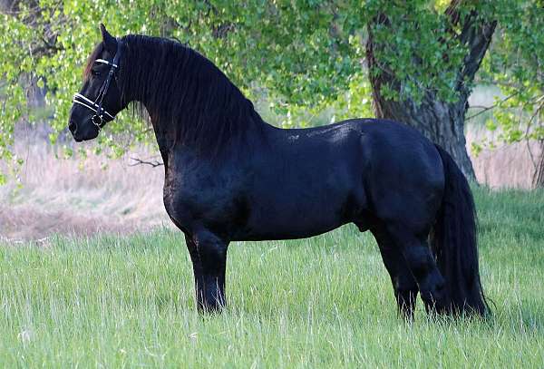 kfps-friesian-stallion