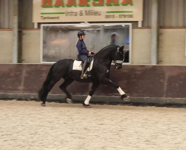 black-champion-horse