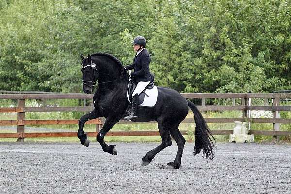 black-english-horse