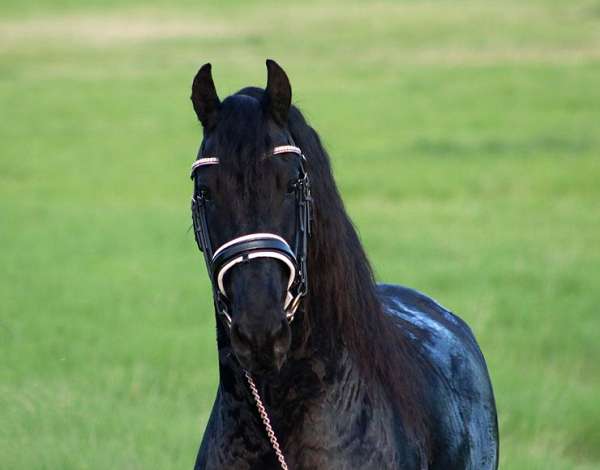 homozygous-friesian-horse