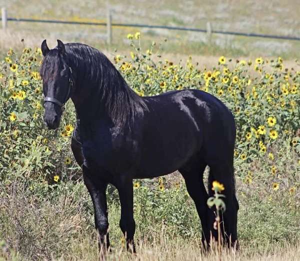 homozygous-friesian-horse