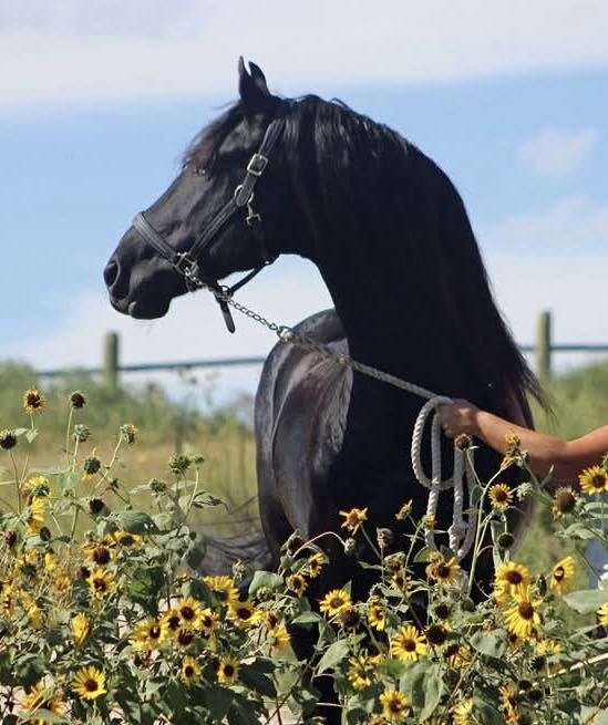 black-dressage-horse