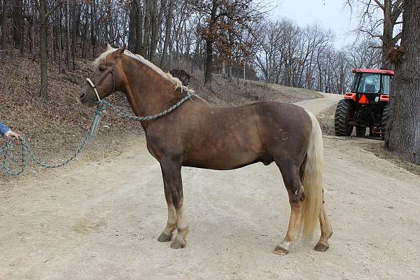 palomino-amha-stallion
