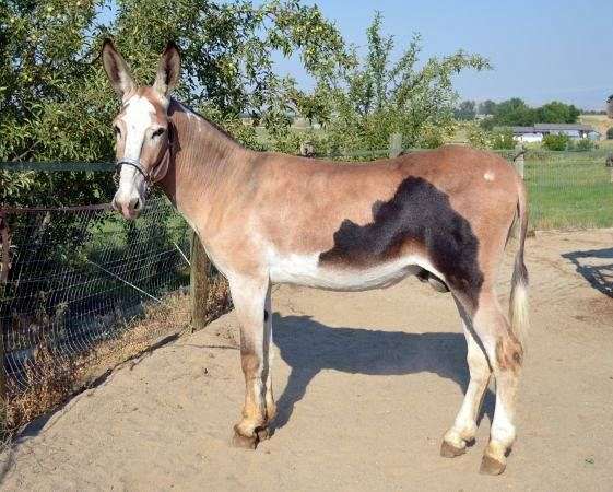 brown-spotted-donkey