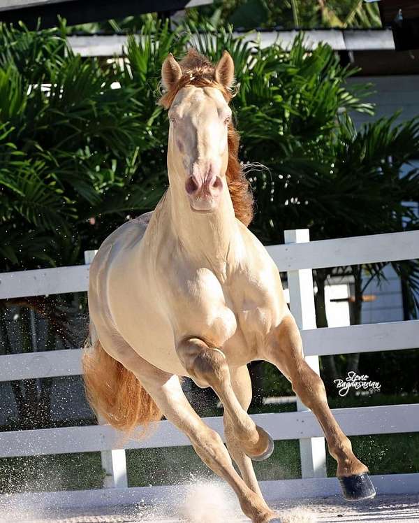 andalusian-horse