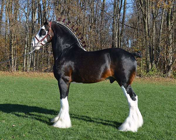 bay-clydesdale-association-of-amer-stallion