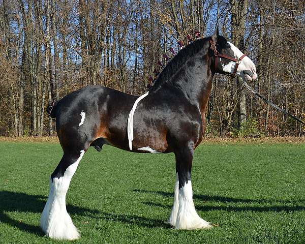 bay-clydesdale-association-of-amer-horse