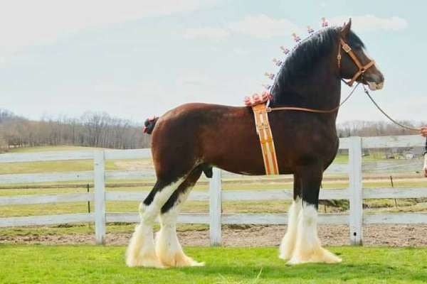 17-hand-clydesdale-stallion