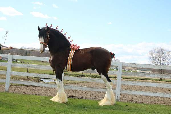 bay-clydesdale-for-sale