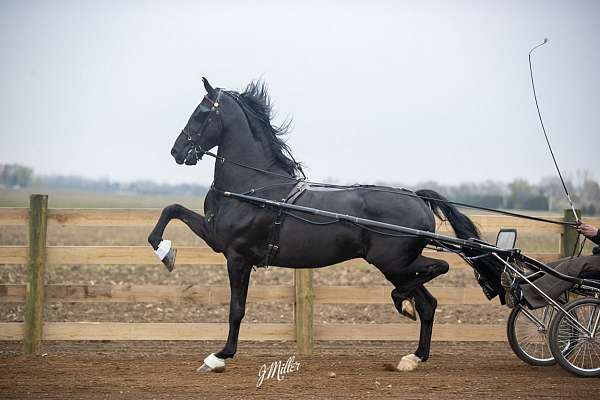 black-photos-attached-horse