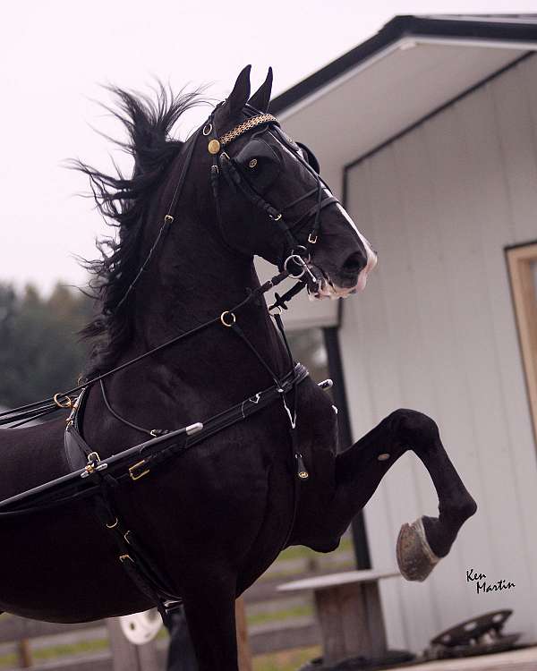 16-hand-dutch-warmblood-stallion
