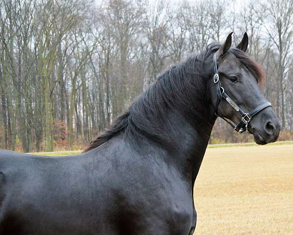 black-driving-english-horse