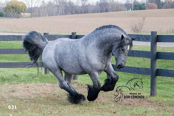 gypsy-vanner-horse-society-stallion