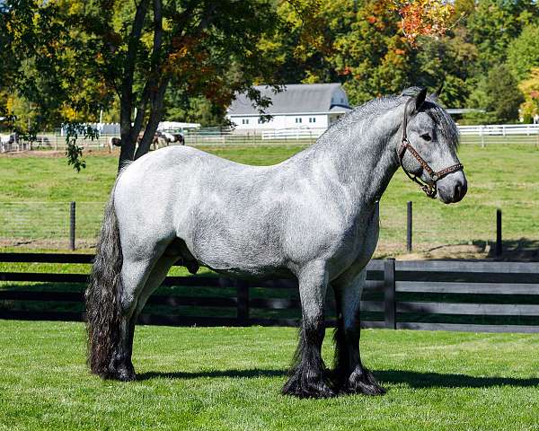 blue-roan-equitation-horse