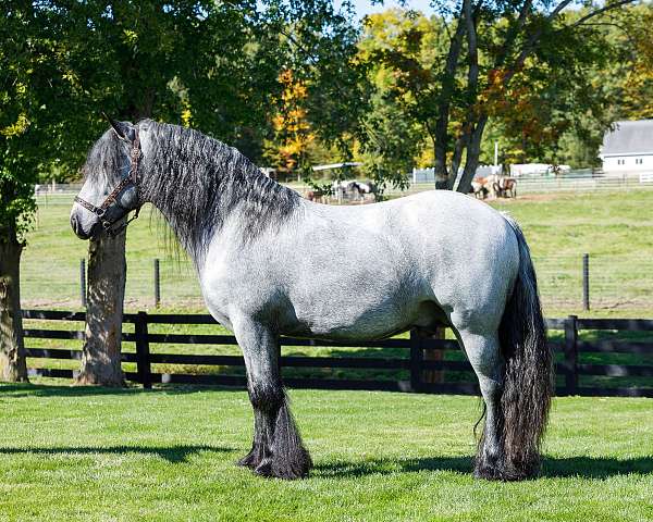 blue-roan-gypsy-vanner-horse-society-stallion