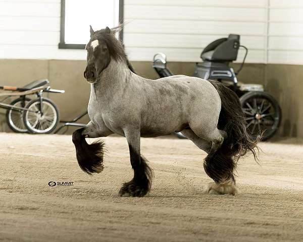 blue-roan-gypsy-horse-registry-of-americ-stallion