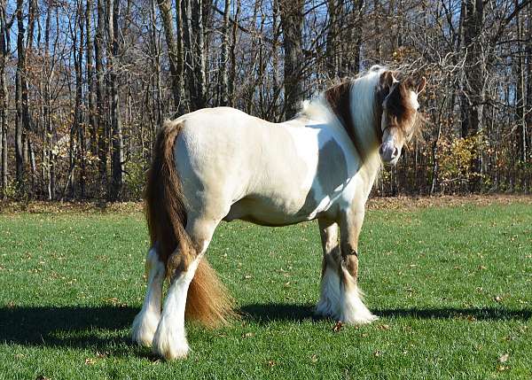 dunalino-gypsy-vanner-stallion