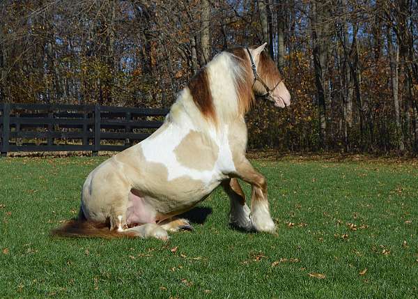 dunalino-gypsy-vanner-horse-society-stallion
