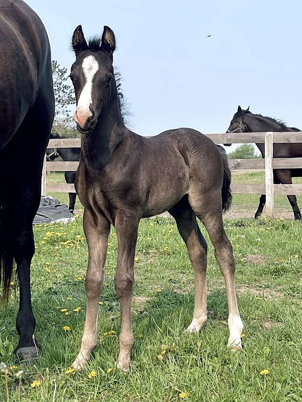 american-morgan-horse-registry-stallion