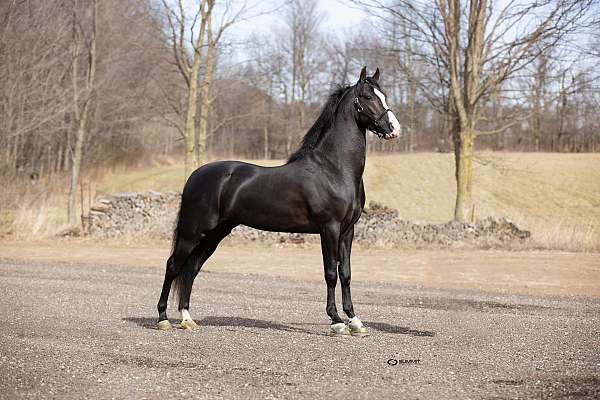 black-driving-equitation-horse
