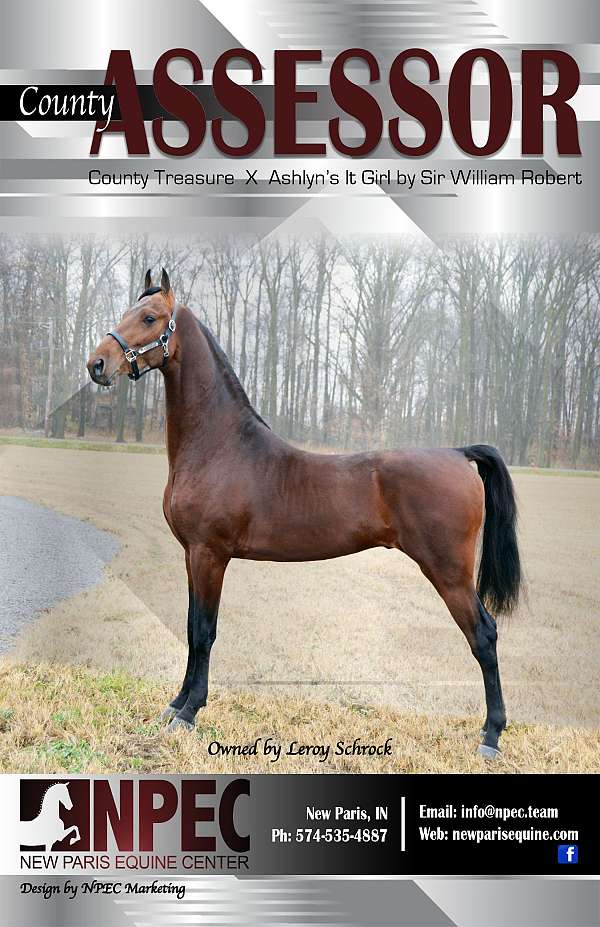 driving-equitation-saddlebred-horse