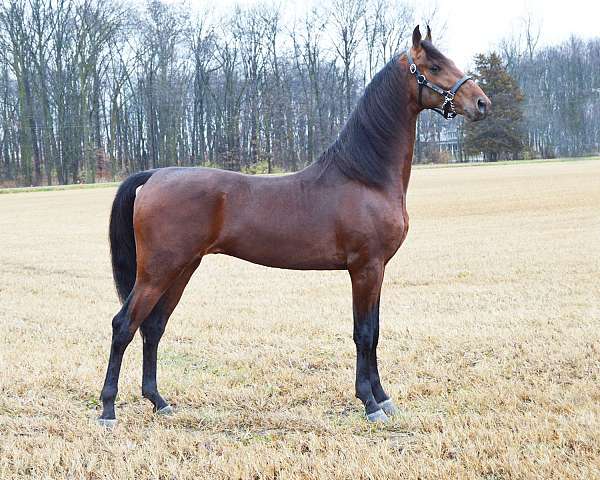 bay-saddlebred-stallion