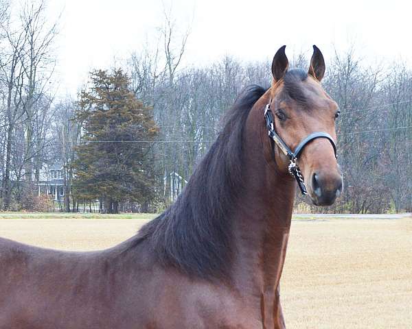 bay-driving-equitation-horse