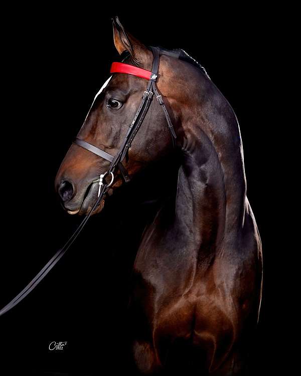 equitation-standardbred-horse