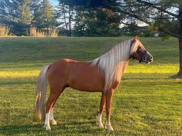 chestnut-blaze-four-whites-horse