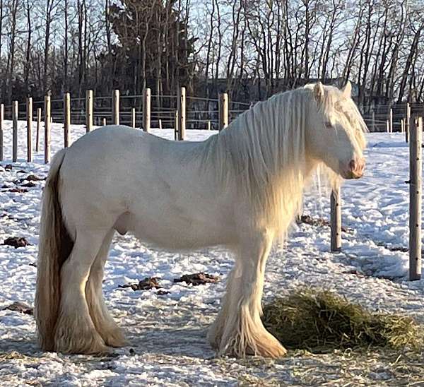 cremello-gypsy-vanner-stallion