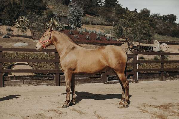 calm-andalusian-horse
