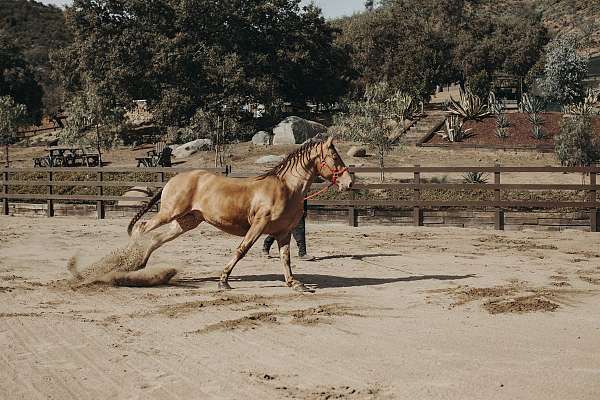 isabelo-horse