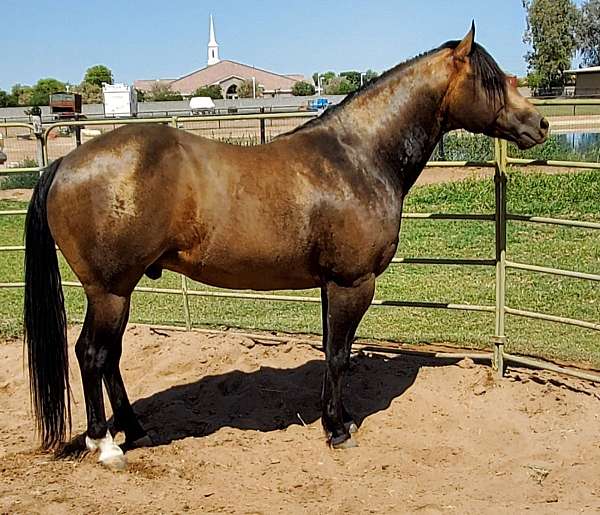 beautiful-quarter-horse