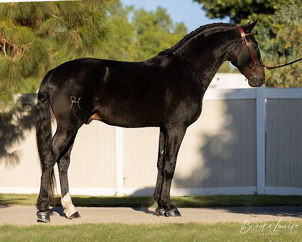 dressage-equitation-iberian-horse