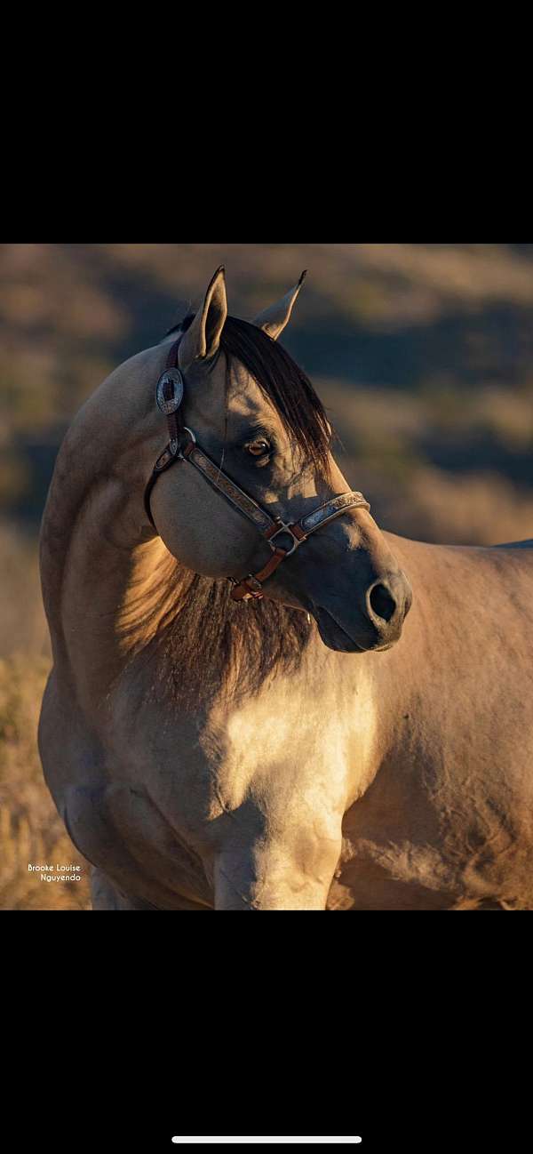 buckskin-barrel-reining-horse