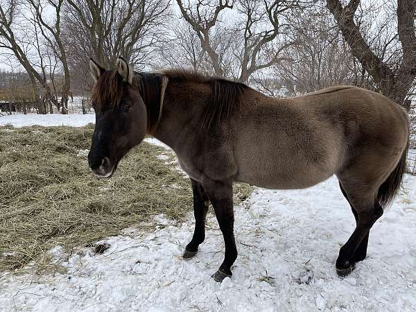 frozen-semen-quarter-horse