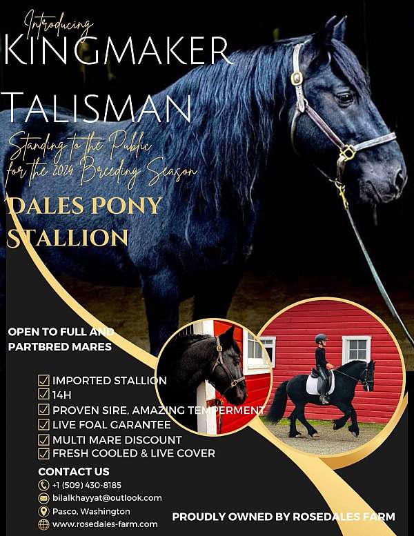 dales-pony-stallion