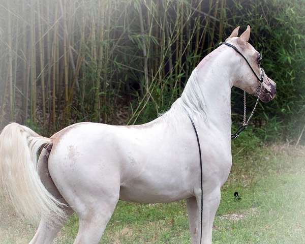 pintoframe-markings-pony