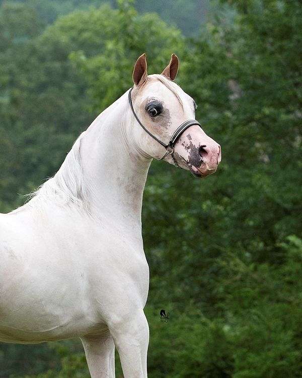 sorrel-overo-pintoframe-markings-pony