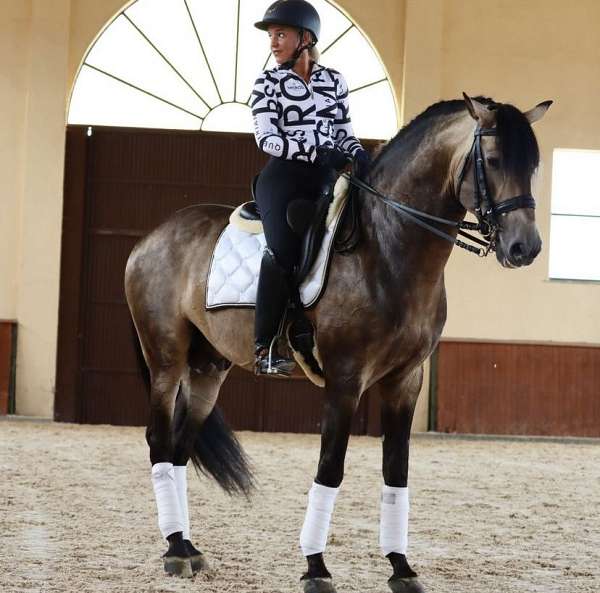 dressage-english-andalusian-horse