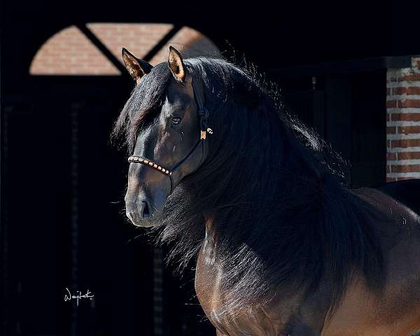 champion-dressage-andalusian-horse