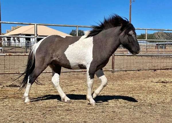 blue-dun-tobiano-with-snip-roaned-blaze-horse