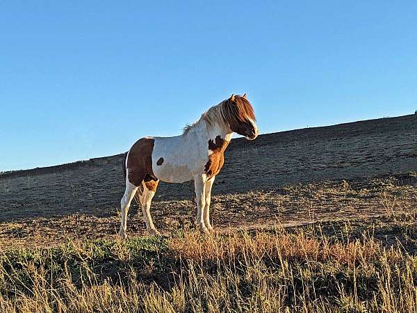 red-dun-tobiano-with-blaze-horse