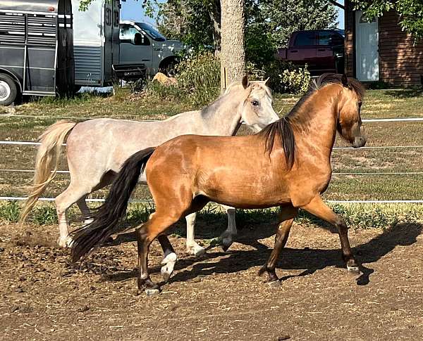 left-rear-sock-horse