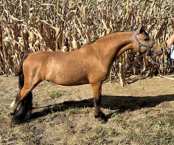 left-rear-sock-horse