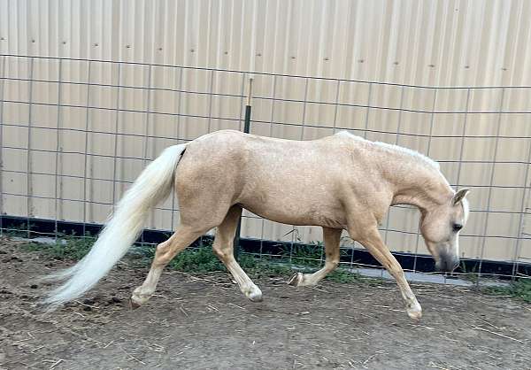 palomino-splash-horse