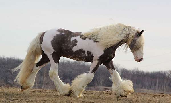 dappled-gypsy-vanner-horse