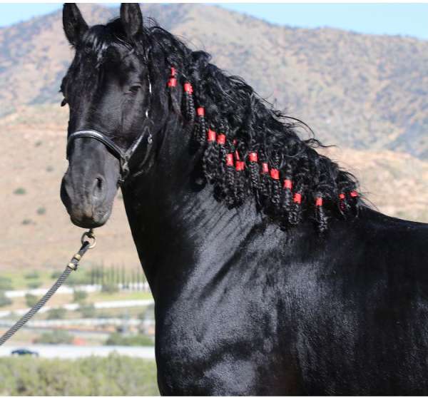 all-around-homozygous-black-friesian-horse