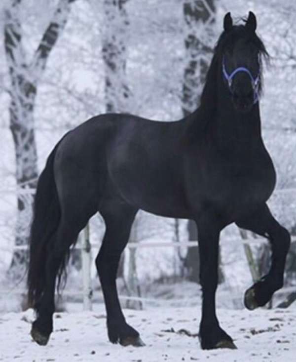 black-akc-stallion