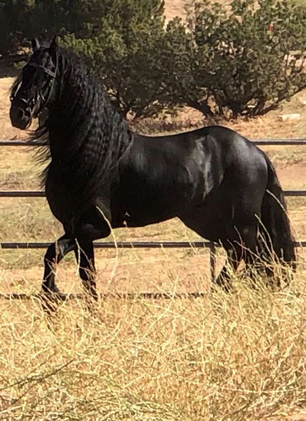 all-around-homozygous-black-horse
